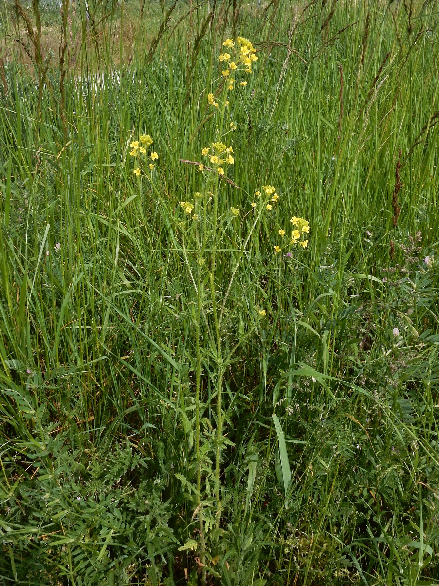 Egri-bugri qizlar striptiz videolari Seks ru ruscha video